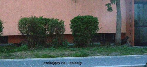 Obrazek