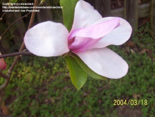  magnolia IOLANTHE 2....jpg Fotki Zdjęcia Obrazki