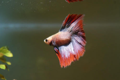 Obrazek
