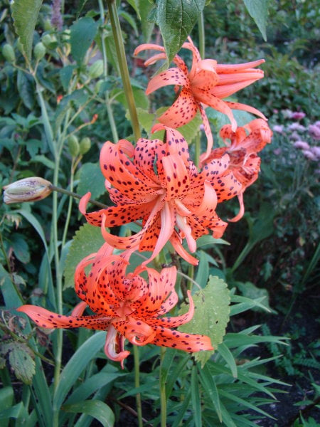 Lilium tigrinum 'Flore pleno'