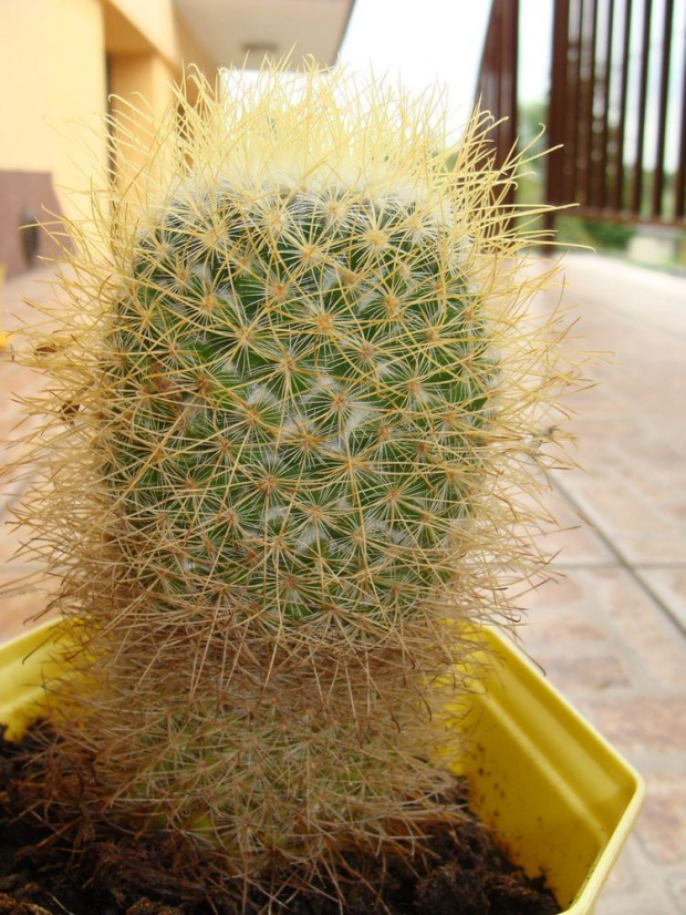 Mammillaria rekoi ssp. leptacantha f. aureispina