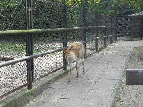 .. urlop w Warszawie .. (8.08.2008 - 11.08.2008) #warszawa #zoo #okęcie #lotnisko #boeing