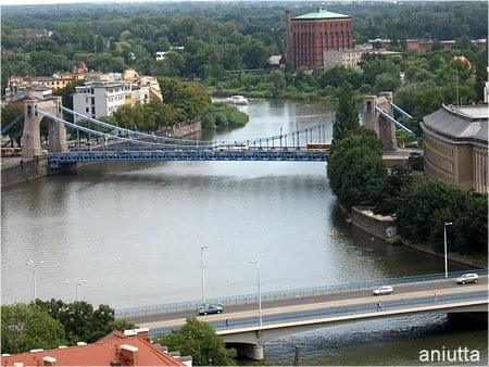 Panorama Wrocławia i przyroda #wrocław #żaba #lilia