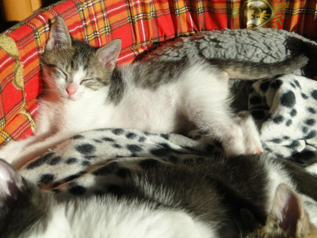 Koty do adopcji #adopcja #adopcje #Gliwice #kocięta #kot #kotki #koty #pomoc #przygarnę #schronisko #zaadoptuję #zwierzęta