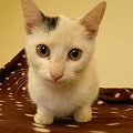 Koty do adopcji #adopcja #adopcje #Gliwice #kocięta #kot #kotki #koty #pomoc #przygarnę #schronisko #zaadoptuję #zwierzęta