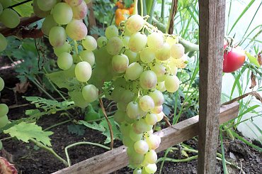 Ałyj-2 #winnica #winogrona #Winorośl