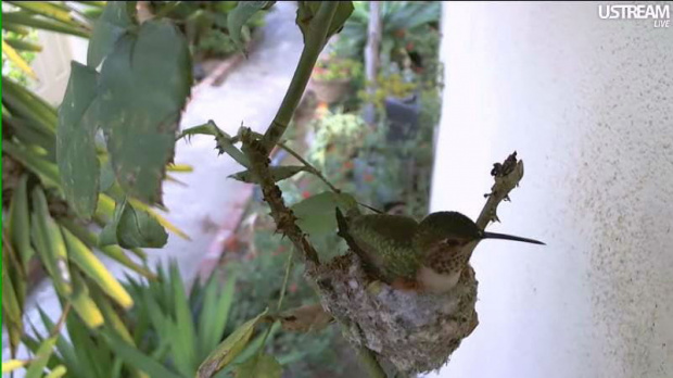 Phoebe - samiczka kolibra (rudaczek kalifornijski) z Orange County w Kalifornii. Rozpoczął sie nowy sezon lęgowy. Phoebe powinna w najbliższych dniach złożyć pierwsze jajeczko. Jajeczko wielkości tic-taca. http://phoebeallens.com/