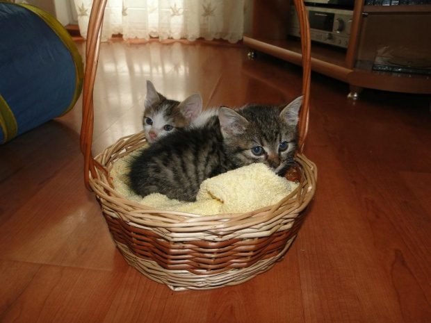 Koty do adopcji #adopcja #adopcje #Gliwice #kocięta #kot #kotki #koty #pomoc #przygarnę #schronisko #zaadoptuję #zwierzęta