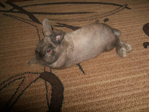 #królik
