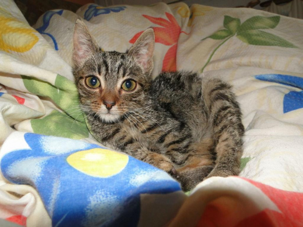 Koty do adopcji #adopcja #adopcje #Gliwice #kocięta #kot #kotki #koty #pomoc #przygarnę #schronisko #zaadoptuję #zwierzęta