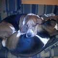 buddy