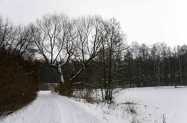 #Wędrownik #BoryTucholskie