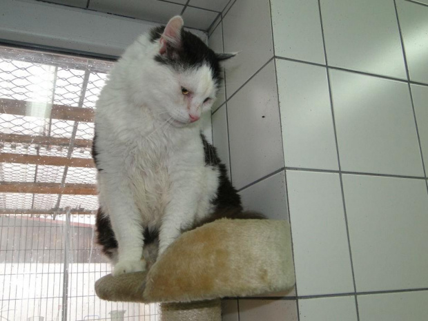 Koty do adopcji #adopcja #adopcje #Gliwice #kocięta #kot #kotki #koty #pomoc #przygarnę #schronisko #zaadoptuję #zwierzęta