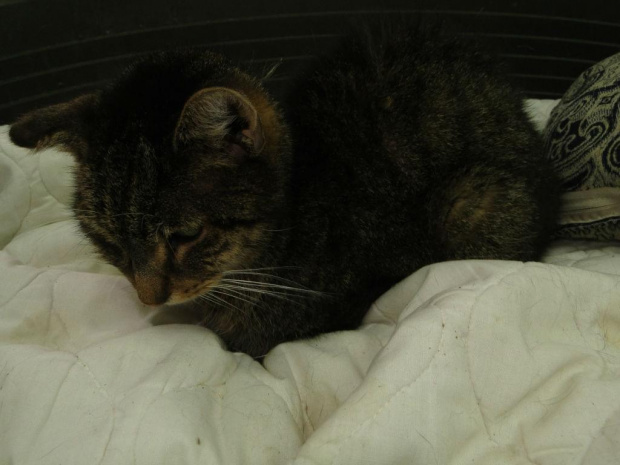Koty do adopcji #adopcja #adopcje #Gliwice #kocięta #kot #kotki #koty #pomoc #przygarnę #schronisko #zaadoptuję #zwierzęta