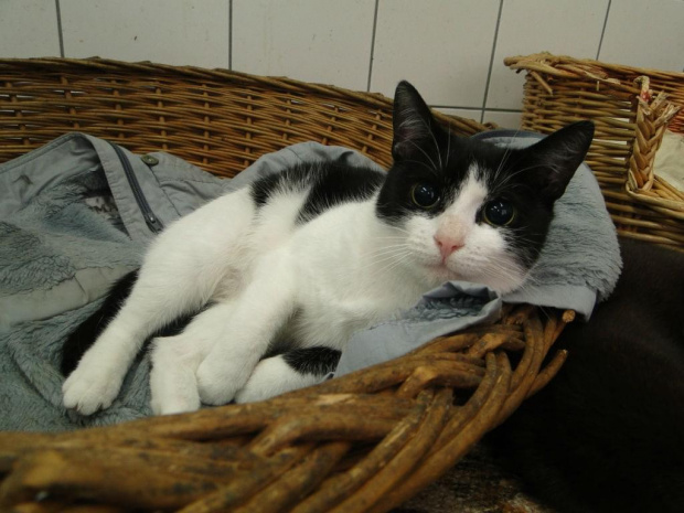 Koty do adopcji #adopcja #adopcje #Gliwice #kocięta #kot #kotki #koty #pomoc #przygarnę #schronisko #zaadoptuję #zwierzęta