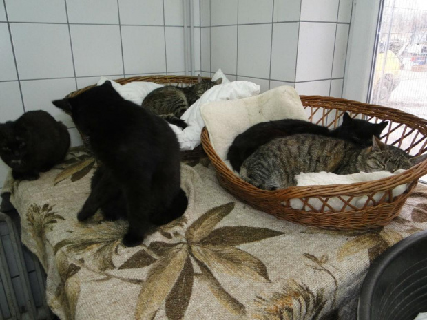 Koty do adopcji #adopcja #adopcje #Gliwice #kocięta #kot #kotki #koty #pomoc #przygarnę #schronisko #zaadoptuję #zwierzęta