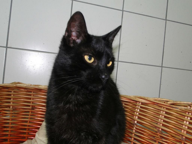 Koty do adopcji #adopcja #adopcje #Gliwice #kocięta #kot #kotki #koty #pomoc #przygarnę #schronisko #zaadoptuję #zwierzęta
