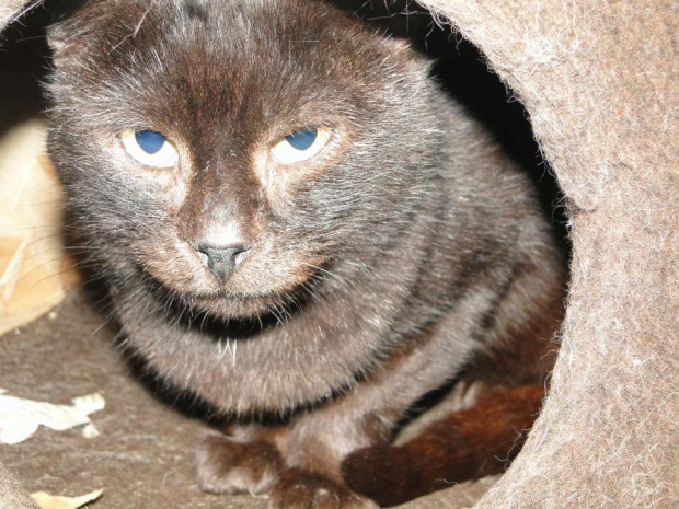 Koty do adopcji #adopcja #adopcje #Gliwice #kocięta #kot #kotki #koty #pomoc #przygarnę #schronisko #zaadoptuję #zwierzęta