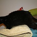 Koty do adopcji #adopcja #adopcje #Gliwice #kocięta #kot #kotki #koty #pomoc #przygarnę #schronisko #zaadoptuję #zwierzęta