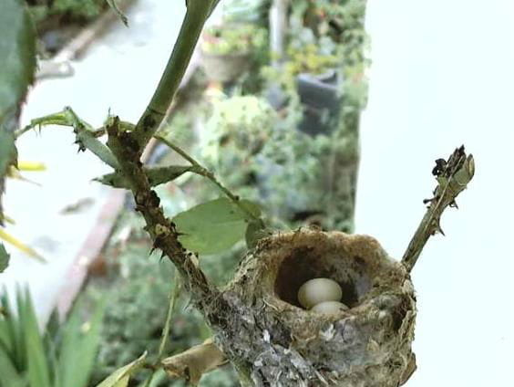 Koliberka Phoebe złożyła dzisiaj drugie jajeczko.
http://phoebeallens.com/