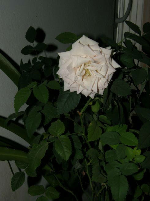 róża domowa #róże