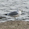 Mewa siwa (Larus canus)