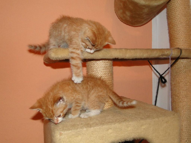 Koty do adopcji #adopcja #adopcje #Gliwice #kocięta #kot #kotki #koty #pomoc #przygarnę #schronisko #zaadoptuję #zwierzęta