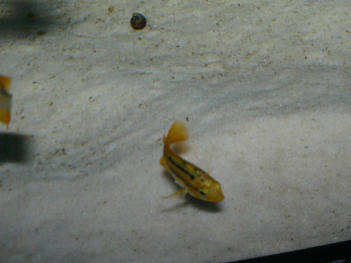 Paralabidochromis sauvagei (Rockkribensis Mwanza North)