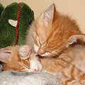 Koty do adopcji #adopcja #adopcje #Gliwice #kocięta #kot #kotki #koty #pomoc #przygarnę #schronisko #zaadoptuję #zwierzęta