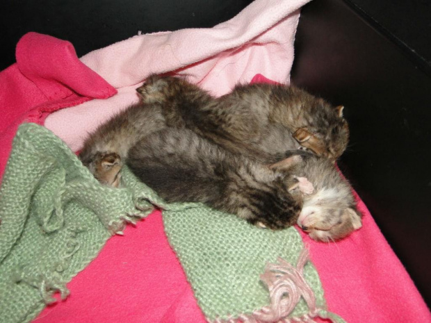 Koty do adopcji #adopcja #adopcje #Gliwice #kocięta #kot #kotki #koty #pomoc #przygarnę #schronisko #zaadoptuję #zwierzęta