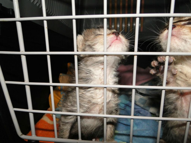 Koty do adopcji #adopcja #adopcje #Gliwice #kocięta #kot #kotki #koty #pomoc #przygarnę #schronisko #zaadoptuję #zwierzęta