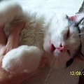 Koty do adopcji #adopcja #adopcje #Gliwice #kocięta #kot #kotki #koty #pomoc #przygarnę #schronisko #zaadoptuję #zwierzęta