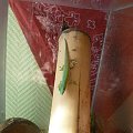 #Phelsuma