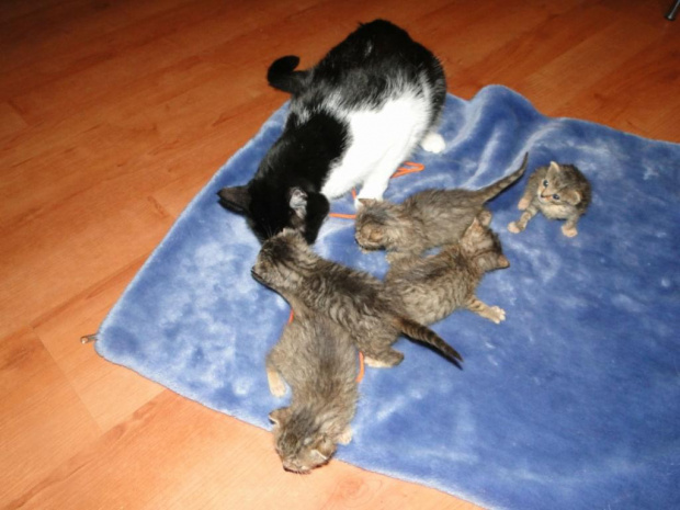 Koty do adopcji #adopcja #adopcje #Gliwice #kocięta #kot #kotki #koty #pomoc #przygarnę #schronisko #zaadoptuję #zwierzęta