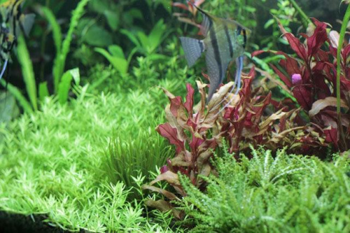 akwarium roślinne - 240L