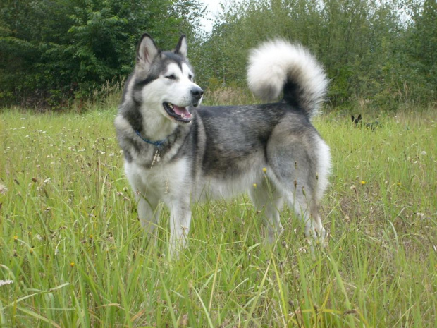 Masza z Howerli #masza #MaszaZHoiwerli #AlaskanMalamute