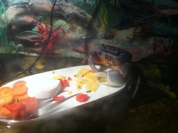 2-letni krab tęczowy #KrabTęczowy