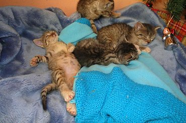 Koty do adopcji #adopcja #adopcje #Gliwice #kocięta #kot #kotki #koty #pomoc #przygarnę #schronisko #zaadoptuję #zwierzęta