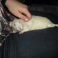 Tulio z Borysem #rat #rats #szczur #szczury