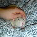 Tulio z Borysem #rat #rats #szczur #szczury