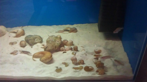 Lamprologus caudopunctatus Kapamp i Lamprologus ocellatus Gold