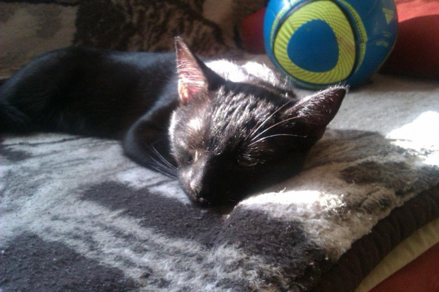 Koty do adopcji #adopcja #adopcje #Gliwice #kocięta #kot #kotki #koty #pomoc #przygarnę #schronisko #zaadoptuję #zwierzęta