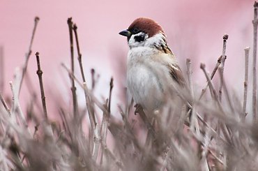 czy ta wiosna już idzie... #ptak #wróbel