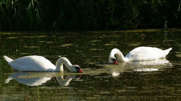 łabędź niemy