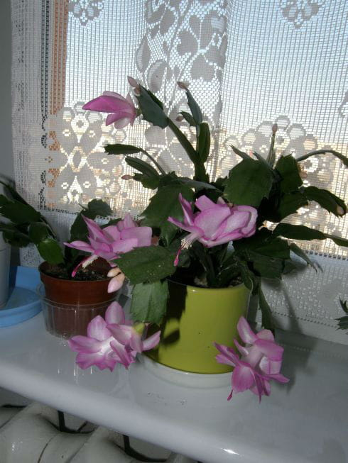 szlumbergera #grudniki #szlumbergery