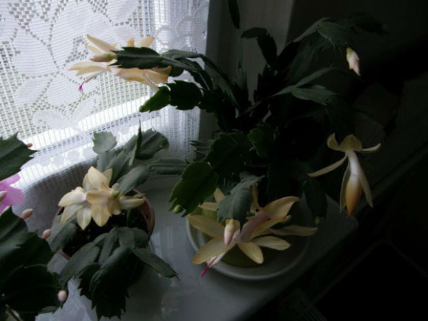 szlumbergera #grudniki #szlumbergery