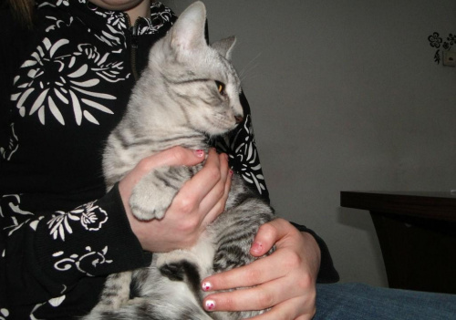 Koty do adopcji