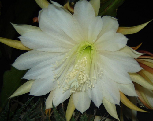 EPIPHYLLUM