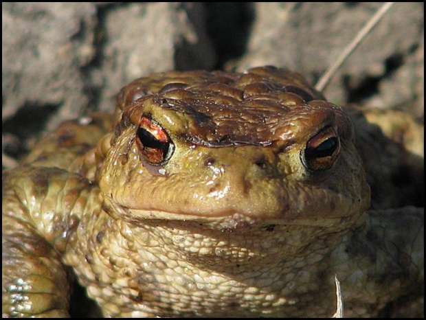 oddam królewicza w dobre ręce...