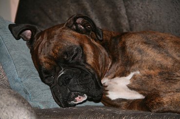 Padnięta Dzicz (POZ) #bokser #dom #Dzicz #Lola #nowy